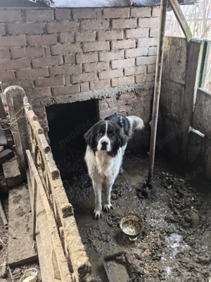 femela si mascul de bucovina - imagine 2