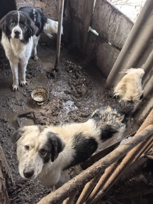 femela si mascul de bucovina - imagine 3