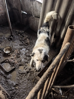 femela si mascul de bucovina - imagine 4