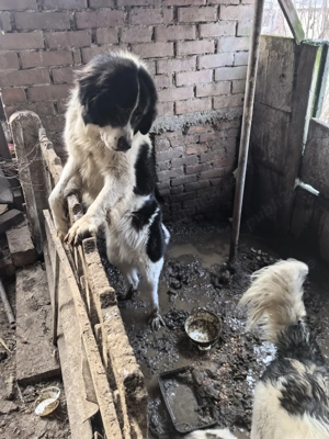 femela si mascul de bucovina - imagine 5