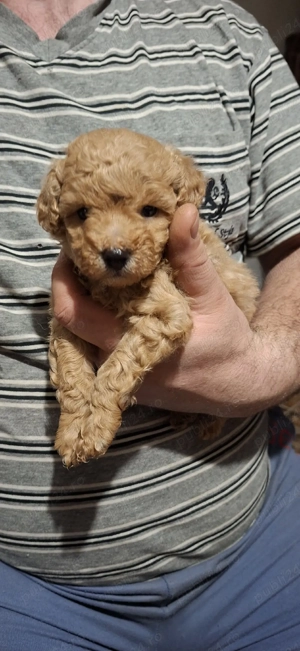 Maltipoo fetita si baietel - imagine 5