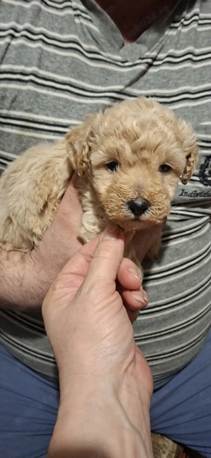 Maltipoo fetita si baietel - imagine 2