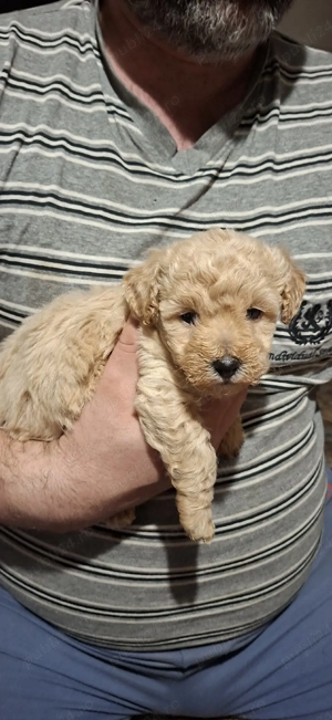 Maltipoo fetita si baietel - imagine 4