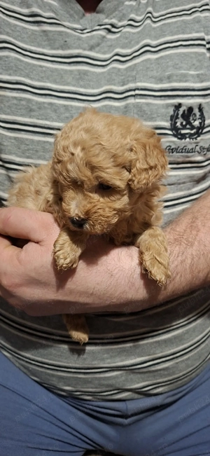 Maltipoo fetita si baietel - imagine 3