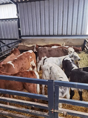 de vanzare viței  - imagine 2