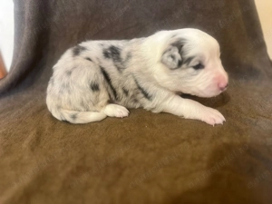 Puiuții Border Collie  - imagine 2