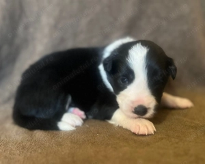 Puiuții Border Collie  - imagine 5