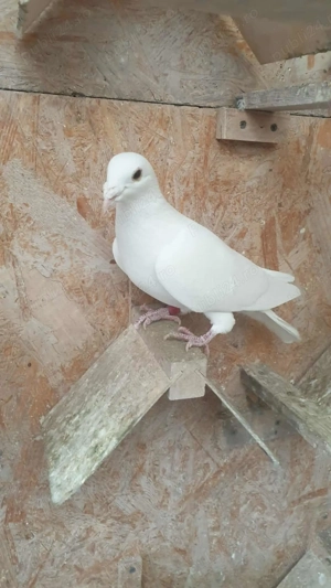 Ocazie! Vand doua femele voiajor albe sport, deparazitate, sanatoase! - imagine 3