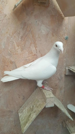 Ocazie! Vand doua femele voiajor albe sport, deparazitate, sanatoase! - imagine 2