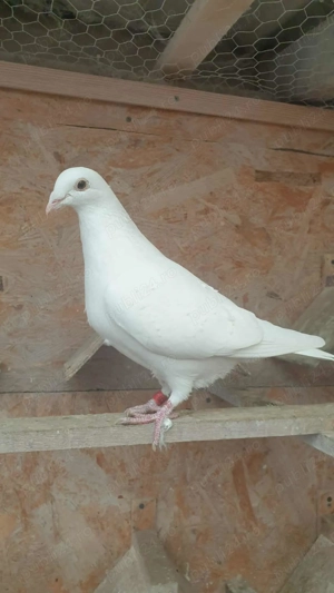 Ocazie! Vand doua femele voiajor albe sport, deparazitate, sanatoase! - imagine 4