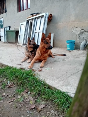 Pui, femela si mascul ciobanesc german  - imagine 5