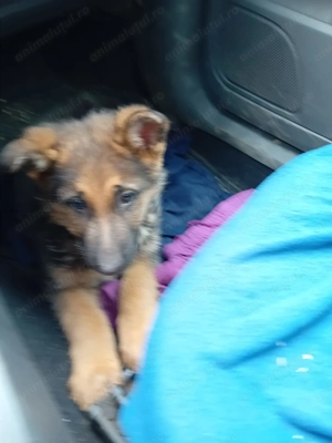 Pui, femela si mascul ciobanesc german  - imagine 3