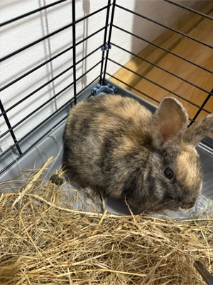 iepure pitic - imagine 3