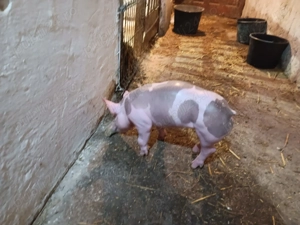 Vând purcei pietrain 