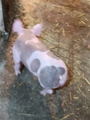 Vând purcei pietrain  - imagine 4