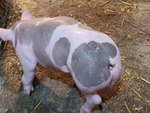 Vând purcei pietrain  - imagine 2