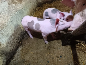 Vând purcei pietrain  - imagine 3