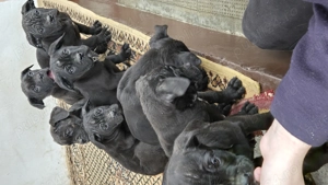 Pui Cane Corso   1 masculi, 3 femele   născuți 12.11.2025 - imagine 2