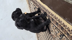 Pui Cane Corso   1 masculi, 3 femele   născuți 12.11.2025 - imagine 5