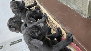 Pui Cane Corso   1 masculi, 3 femele   născuți 12.11.2025 - imagine 4