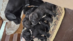Pui Cane Corso   2 masculi, 5 femele   născuți 12.11.2025