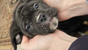 Pui Cane Corso   1 masculi, 3 femele   născuți 12.11.2025 - imagine 3