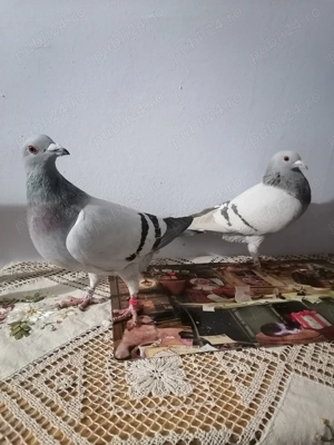 Vând 4 cocoșei pitici și doua perechi de voiajori sport!  - imagine 5