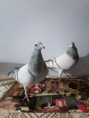 Vând 4 cocoșei pitici și doua perechi de voiajori sport!  - imagine 2