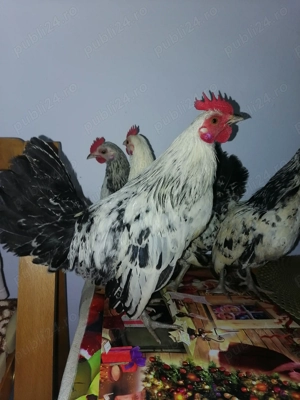 Vând 4 cocoșei pitici și doua perechi de voiajori sport!  - imagine 4