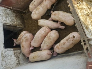 Vand purcei crescuti in gospodarie - imagine 3