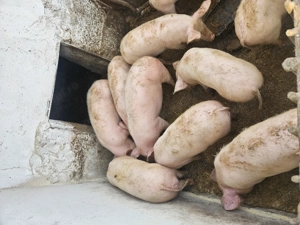 Vand purcei crescuti in gospodarie - imagine 2