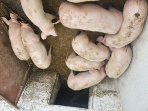 Vand purcei crescuti in gospodarie