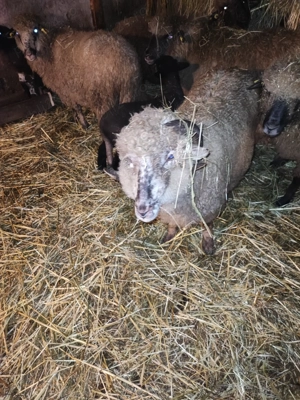 Se vând oi gestante  - imagine 2