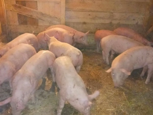 vând soldani 35-40  kg,Rasa de calitate Marele Alb &zeiger (masculi castraţi  - imagine 2