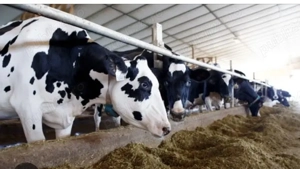 Locuri de muncă în Elveția -Fermă  privata de animale  - imagine 3