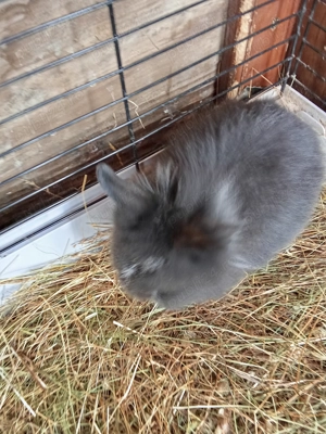 Donez iepurași cap de leu! - imagine 2