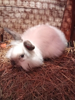 Donez iepurași cap de leu! - imagine 3