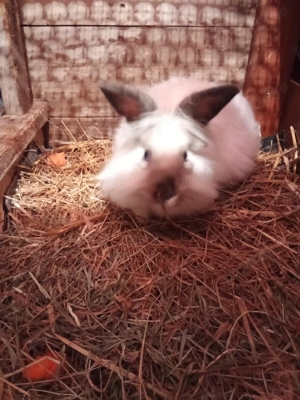 Donez iepurași cap de leu! - imagine 5