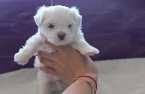 Vand bishon talie mica 6 saptamani 