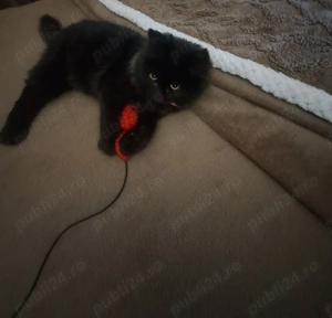 Pui pisica se doneaza  - imagine 4