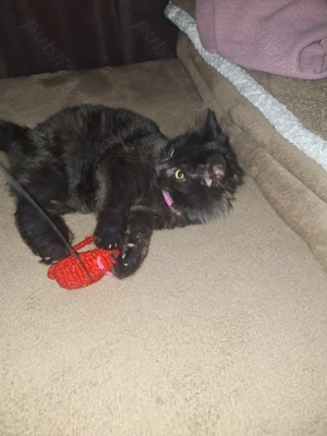 Pui pisica se doneaza  - imagine 3