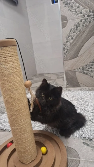 Pui pisica se doneaza  - imagine 2