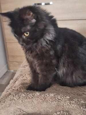 Pui pisica se doneaza  - imagine 5