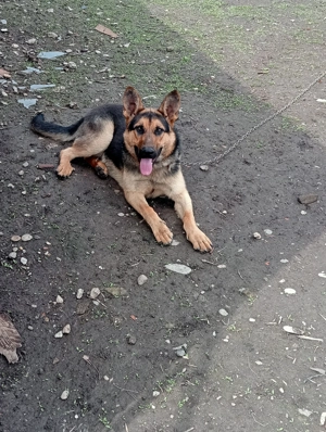 Pui Ciobanesc german Tg Jiu  - imagine 3