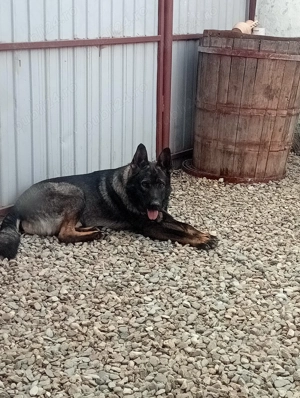 Pui Ciobanesc german Tg Jiu  - imagine 4