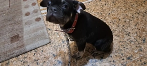 vând cățeii de rasă  - imagine 2