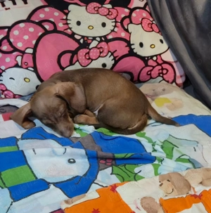 De vânzare băiețel teckel  - imagine 3