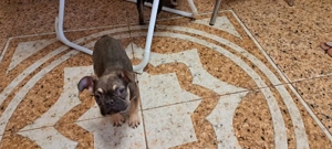 vând cățeii de rasă  - imagine 3