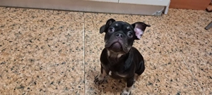 vând cățeii de rasă  - imagine 5