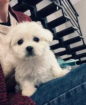 Vand bishon talie mica 6 saptamani